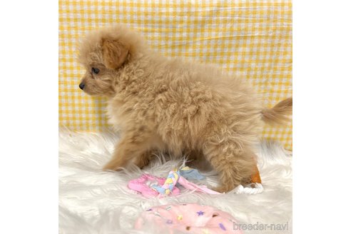成約済の栃木県のポメプー:ポメラニアン×トイプードル-352826の22枚目