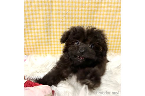 成約済の栃木県のポメプー:ポメラニアン×トイプードル-352828の18枚目