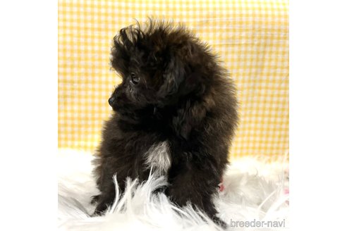 成約済の栃木県のポメプー:ポメラニアン×トイプードル-352828の12枚目