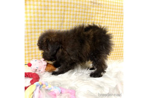 成約済の栃木県のポメプー:ポメラニアン×トイプードル-352828の9枚目