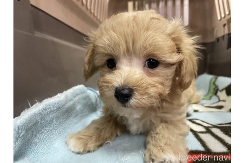 成約済の愛媛県のマルプー:マルチーズ×トイプードル-351925の1枚目