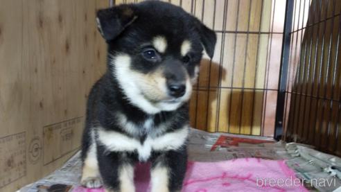 成約済の岡山県の柴犬-345517の1枚目