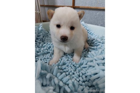 成約済の高知県の豆柴-349252の3枚目