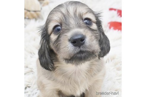 子犬