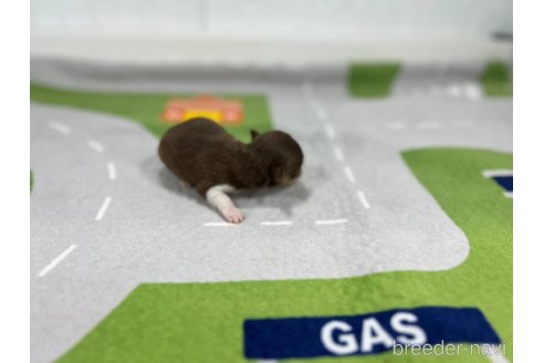 成約済の愛知県のチワワ(ロングコート)-352867の2枚目