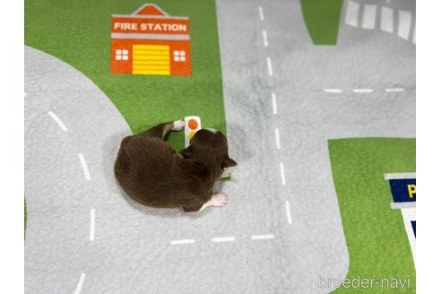 成約済の愛知県のチワワ(ロングコート)-352867の6枚目