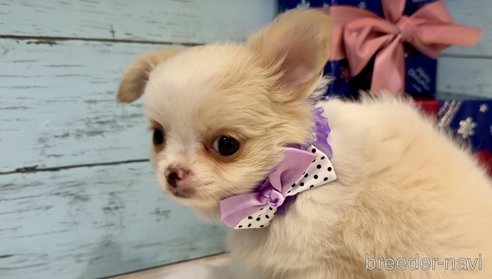 成約済の埼玉県のチワワ(ロングコート)-352881の13枚目