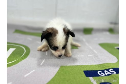 成約済の愛知県のパピヨン-352880の2枚目