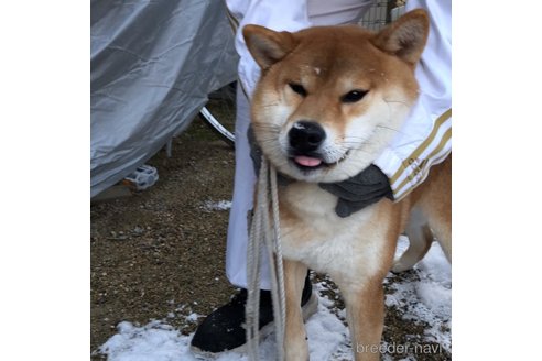 武の葵浜政号くん1枚目