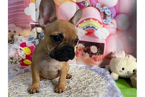 成約済の神奈川県のフレンチブルドッグ-340387の4枚目