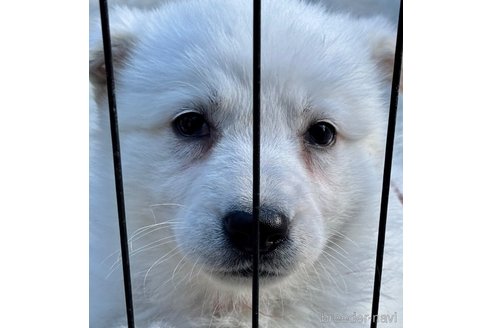 成約済の山梨県のホワイトシェパード-347371の5枚目