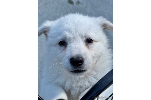 成約済の山梨県のホワイトシェパード-347371の7枚目