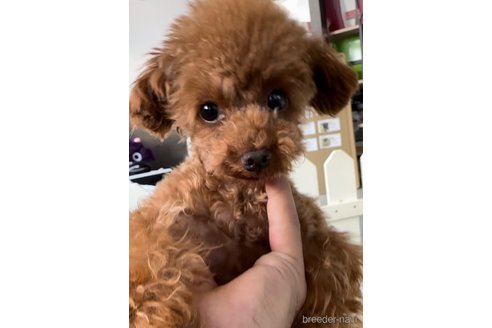 成約済の福岡県のティーカッププードル-352936の4枚目