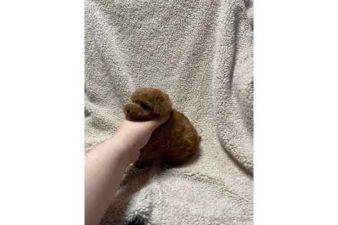 成約済の山形県のタイニープードル-352958の5枚目