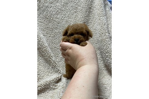 成約済の山形県のタイニープードル-352958の7枚目
