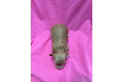 成約済の山形県のマルプー:マルチーズ×トイプードル-352962の3枚目