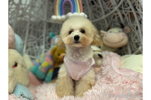 販売中の山形県のトイプードル-341631の6枚目