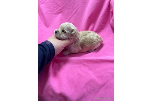 成約済の山形県のマルプー:マルチーズ×トイプードル-352964の4枚目