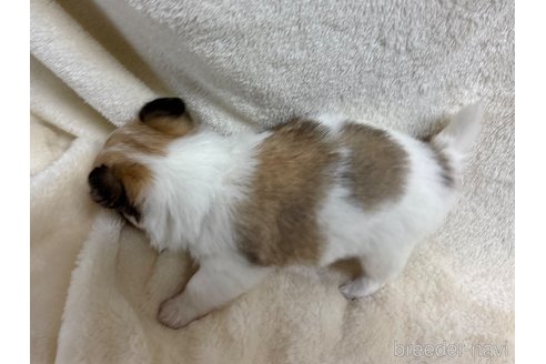 成約済の千葉県のチワワ(ロングコート)-351486の8枚目