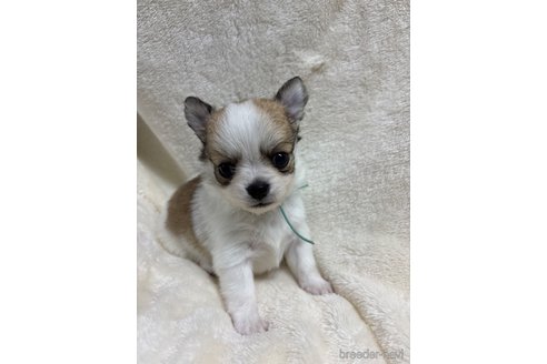 成約済の千葉県のチワワ(ロングコート)-351486の9枚目