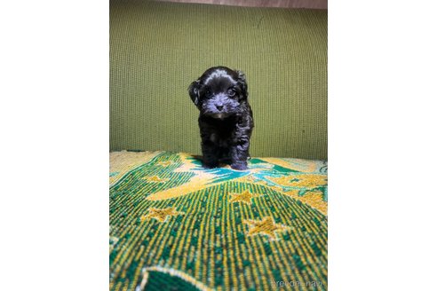 成約済の福岡県のミックス犬-352968の4枚目