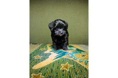 成約済の福岡県のミックス犬-352968の5枚目