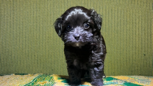 成約済の福岡県のミックス犬-352968の1枚目