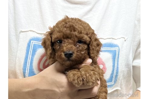 成約済の愛知県のトイプードル-349693の1枚目