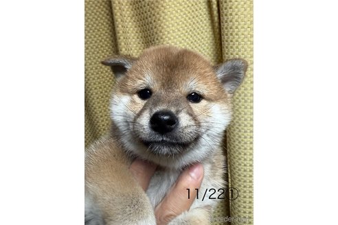 成約済の愛知県の柴犬-345643の1枚目