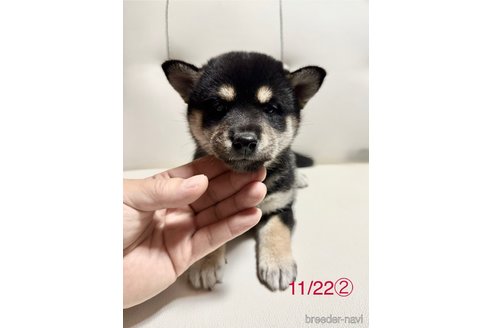 成約済の愛知県の柴犬-345641の12枚目