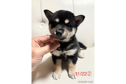 成約済の愛知県の柴犬-345641の11枚目