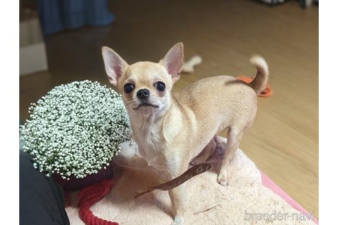翠妃ちゃん1枚目