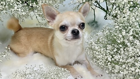 祀くん1枚目
