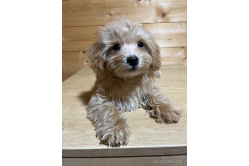 成約済の埼玉県のマルプー:マルチーズ×トイプードル-342609の17枚目