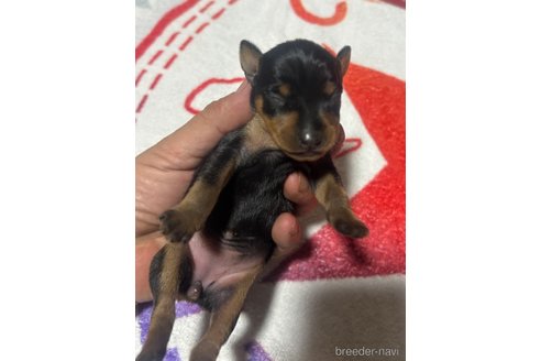成約済の静岡県のミニチュアピンシャー(ミニピン)-353000の6枚目