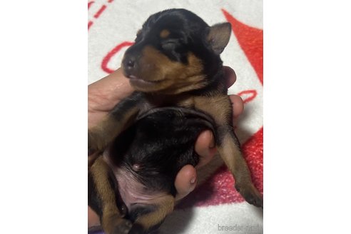 成約済の静岡県のミニチュアピンシャー(ミニピン)-353000の7枚目