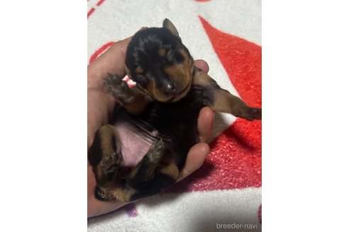 成約済の静岡県のミニチュアピンシャー(ミニピン)-353000の9枚目