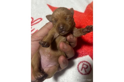 成約済の静岡県のミニチュアピンシャー(ミニピン)-353002の7枚目