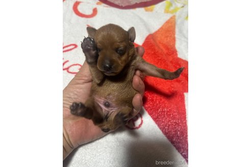 成約済の静岡県のミニチュアピンシャー(ミニピン)-353003の7枚目