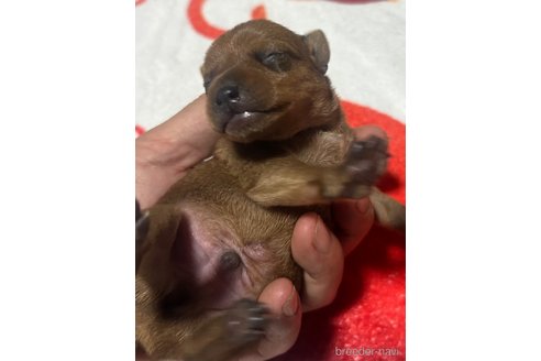 成約済の静岡県のミニチュアピンシャー(ミニピン)-353003の9枚目