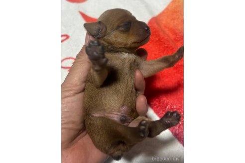 成約済の静岡県のミニチュアピンシャー(ミニピン)-353003の10枚目