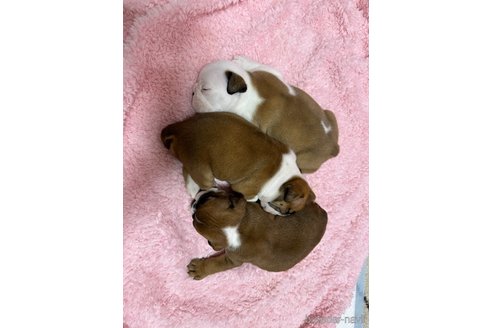 成約済の兵庫県のブルドッグ-351173の6枚目