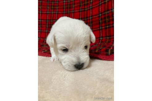 成約済の東京都のミックス犬-349667の6枚目