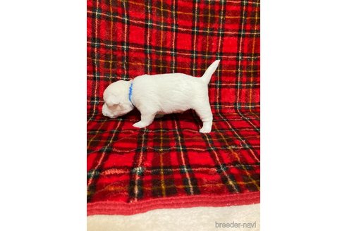 成約済の東京都のミックス犬-349667の5枚目