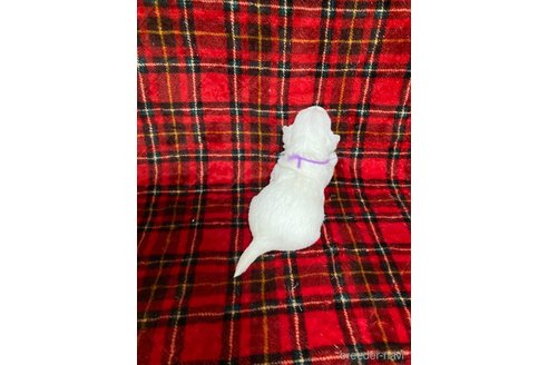成約済の東京都のミックス犬-353007の6枚目