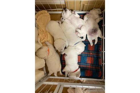 成約済の東京都のミックス犬-353007の5枚目