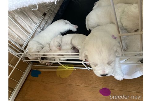 成約済の東京都のミックス犬-353007の4枚目