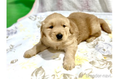 成約済の愛知県のゴールデンレトリーバー-353009の2枚目