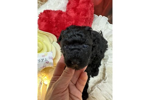 成約済の兵庫県のティーカッププードル-350277の2枚目
