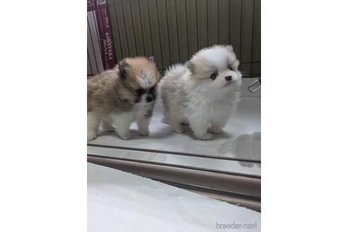 成約済の北海道のポメラニアン-353017の3枚目